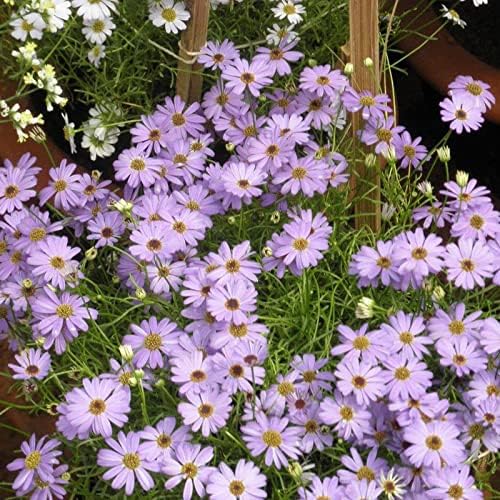 300 Pcs Swan River Creeping Daisy Seeds for Planting Outdoors Creeping Daisy Seeds Ground Cover Non-GMO Flower Seeds for Home Garden Yard Decor