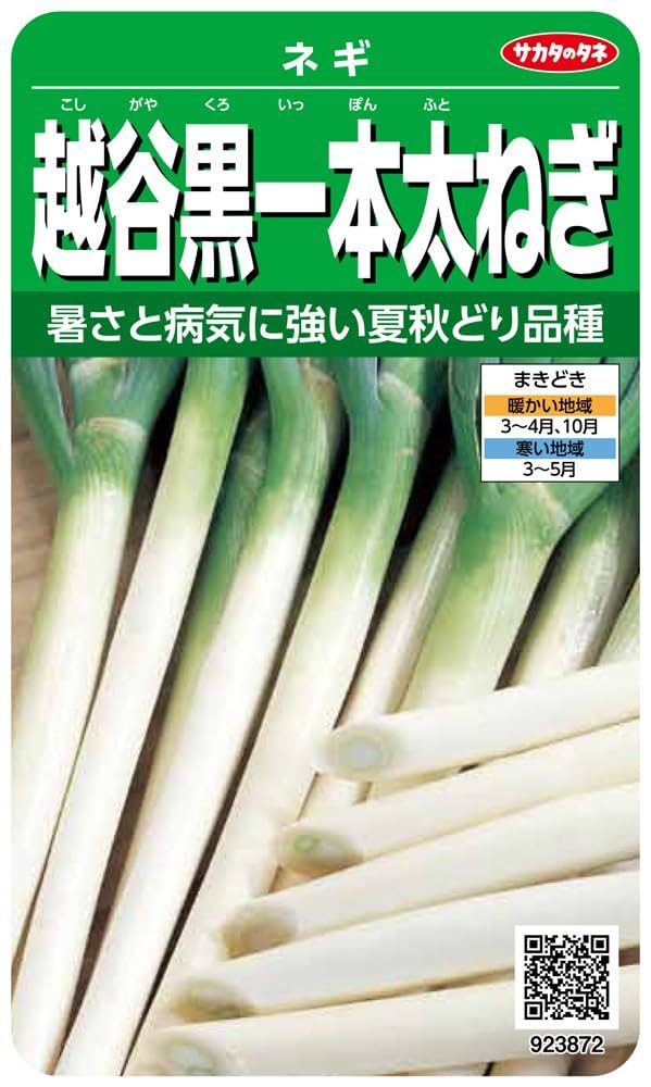 Amazon | サカタのタネ 実咲野菜3872 越谷黒一本太ねぎ ネギ