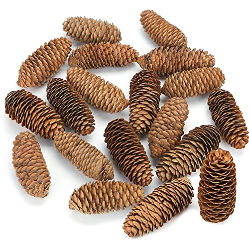 JOHOUSE 3.5-5Inch Natural Pine Cones, Big Pinecones, Christmas Natural Pinecone Ornaments Big Spruce Pine Cones for Autumn and Winter Decor Christmas Decorations