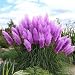 400 purple Pampas Grass Seeds Ornamental Grass seeds for garden planting rare flower seeds