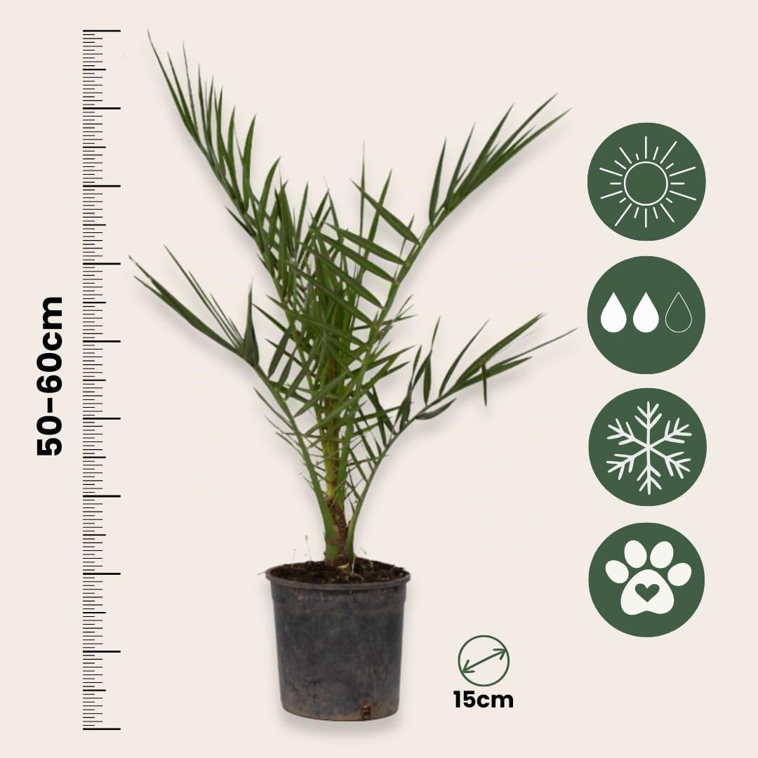 Plant in a Box - Phoenix Canariensis - Set di 2 - Palma Dadel delle Canarie - Vaso 15cm - Altezza 50-60cm