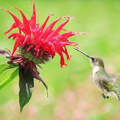 QAUZUY GARDEN 30 semillas de bergamota escarlata, bálsamo de abeja, Borsemint, té Oswego, semillas de monarda Didyma - Semillas de hierbas orgánicas