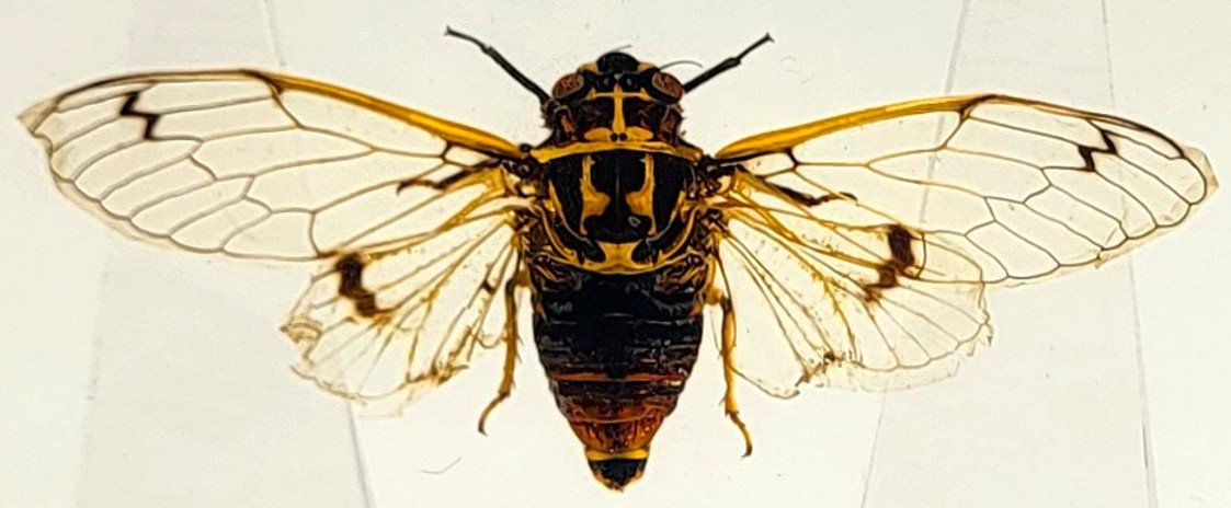Image of 2.9 inch Real Cicada Cicadatra Querula w /Open Wings in Crystal Clear Lucite Resin Paperweight Specimen Preserved Insect Taxidermy Collection for Biology Science Education Desk Ornament Display Supplies
