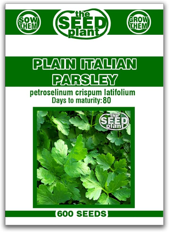 Plain Italian Parsley Seeds - 600 SEEDS NON-GMO
