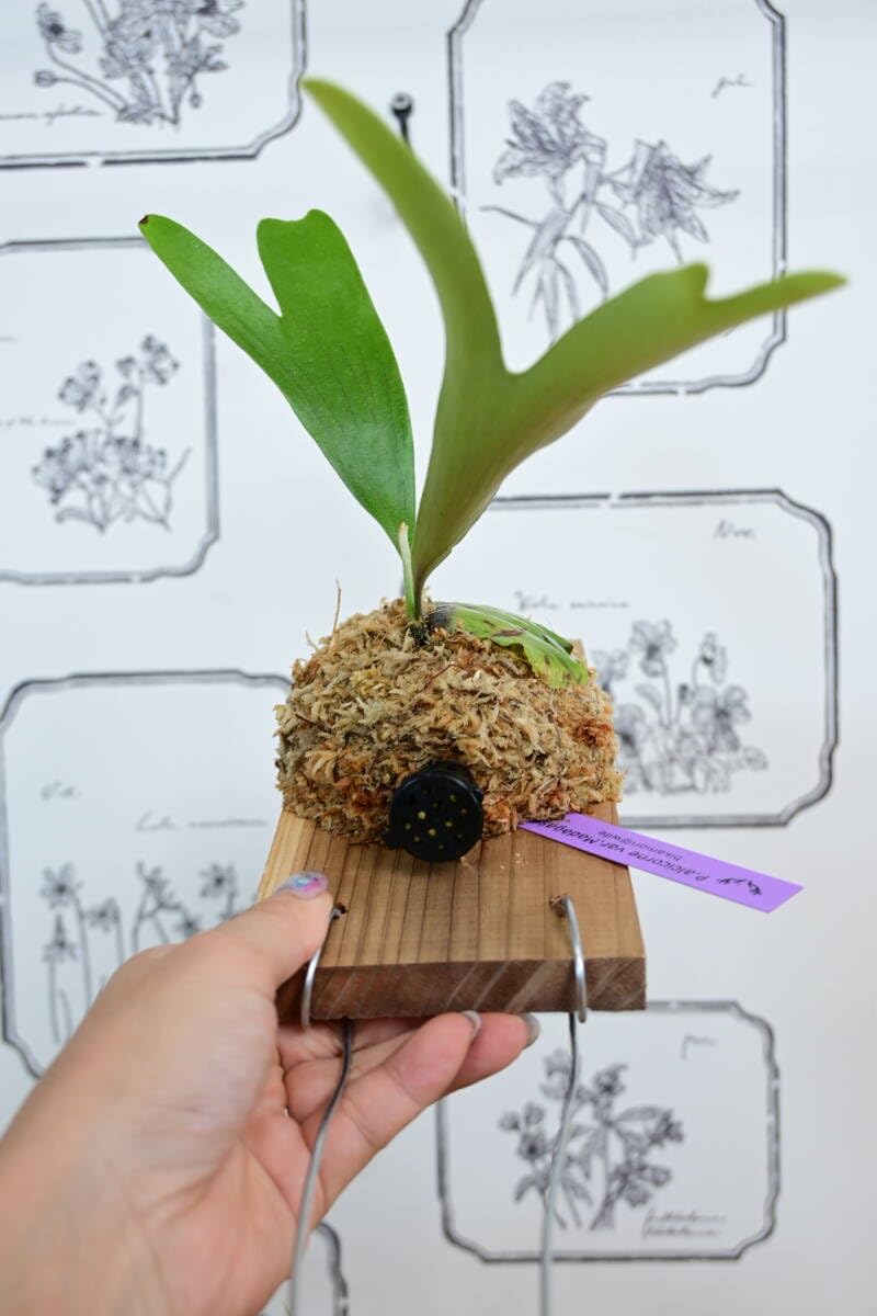 Amazon.co.jp: P.alcicorne 'Gorgon' spored ＠ビカ森wife