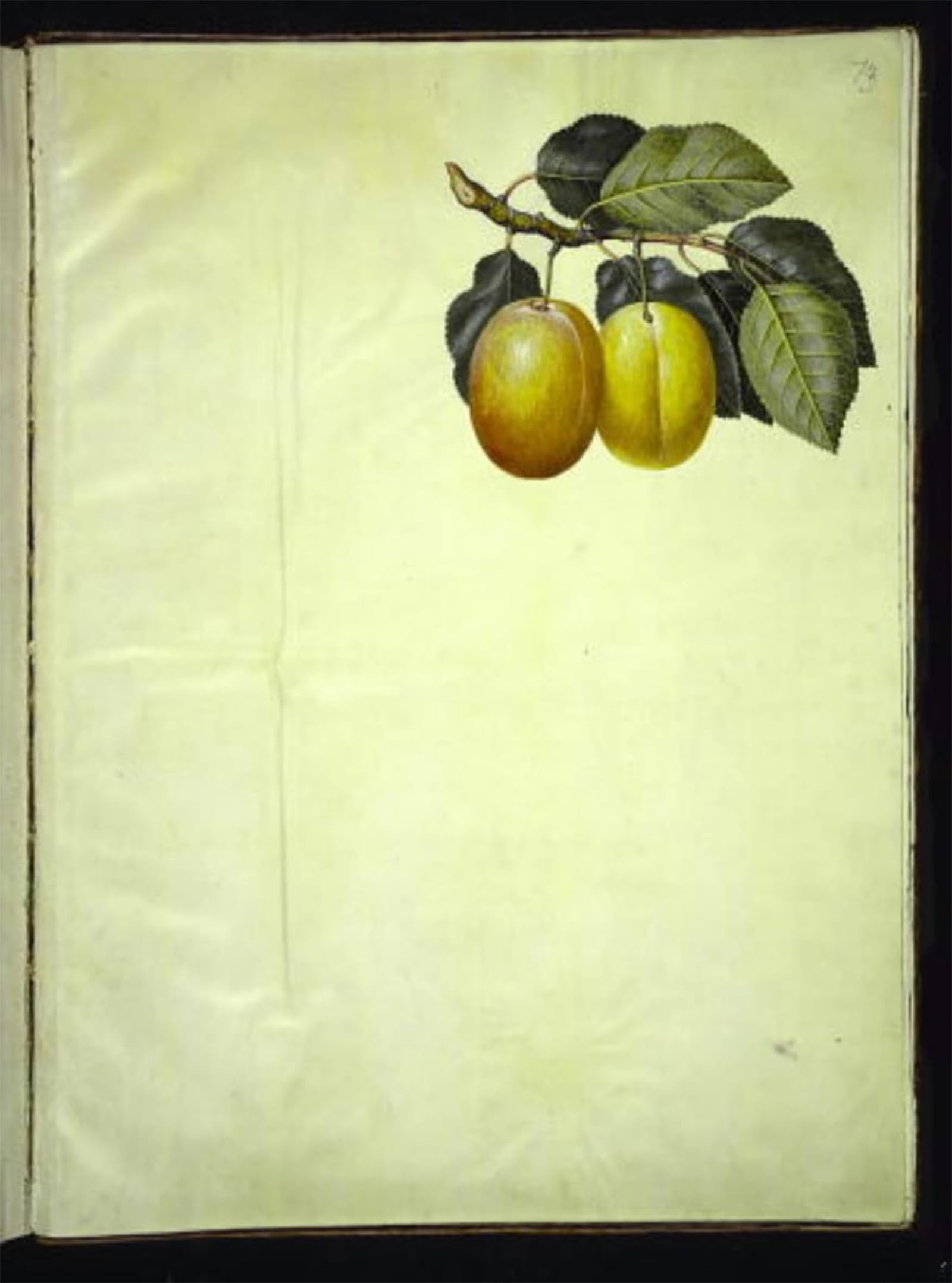 Imagen Prunus Domestica Hans Simon Holtzbecker lienzo 60x90 5