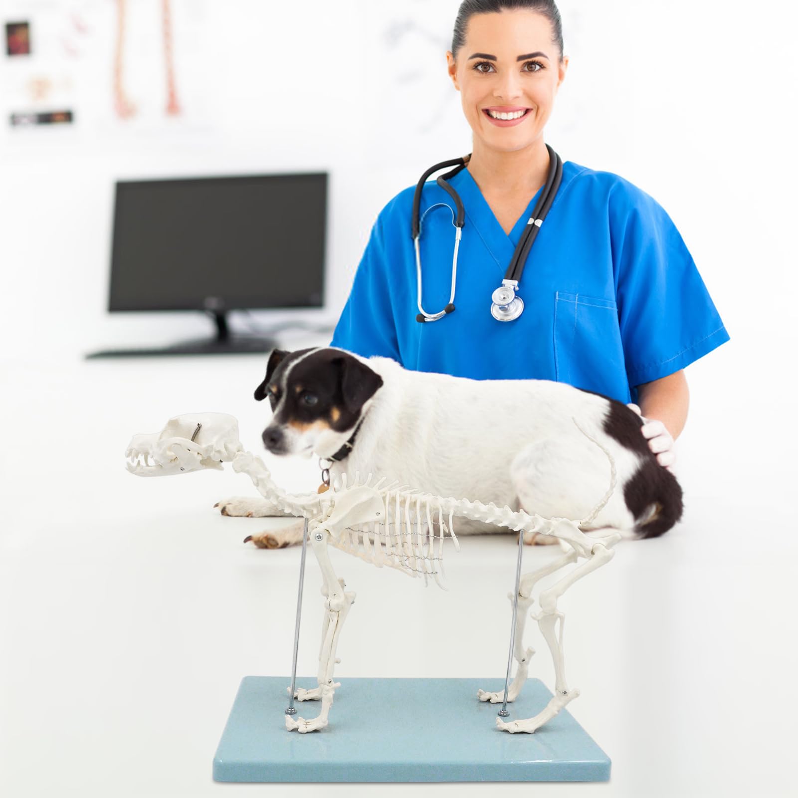 Hundeskelett Modell, Kleines Hunde Skelett Anatomie Modell Mit Sockel, Modell Tieranatomie Lehre, Natürliche Größe, Abnehmbare (Hunde Skelett)
