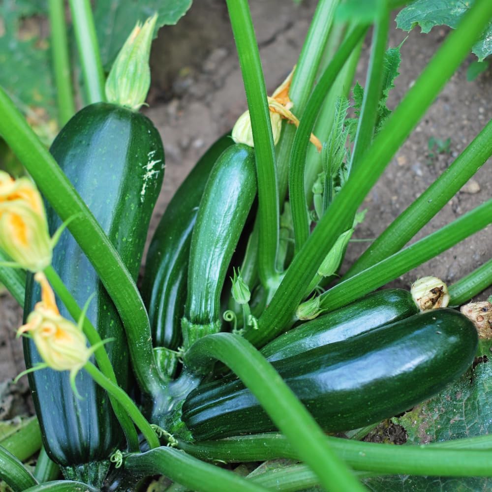 Zucchini Plants For Sale