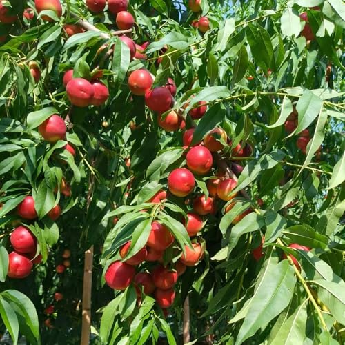 Semi resistenti del pesco、semi di pesca、 semi di, resistenti per il giardino vaso per, albero per giardino da frutto colonnari, semi di da 3pcs