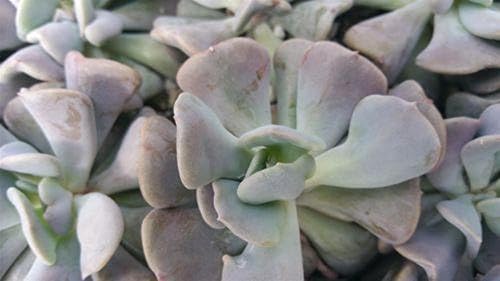 Miniatura 3 de Echeveria - Cactus de escarcha cúbica suculenta de cactus