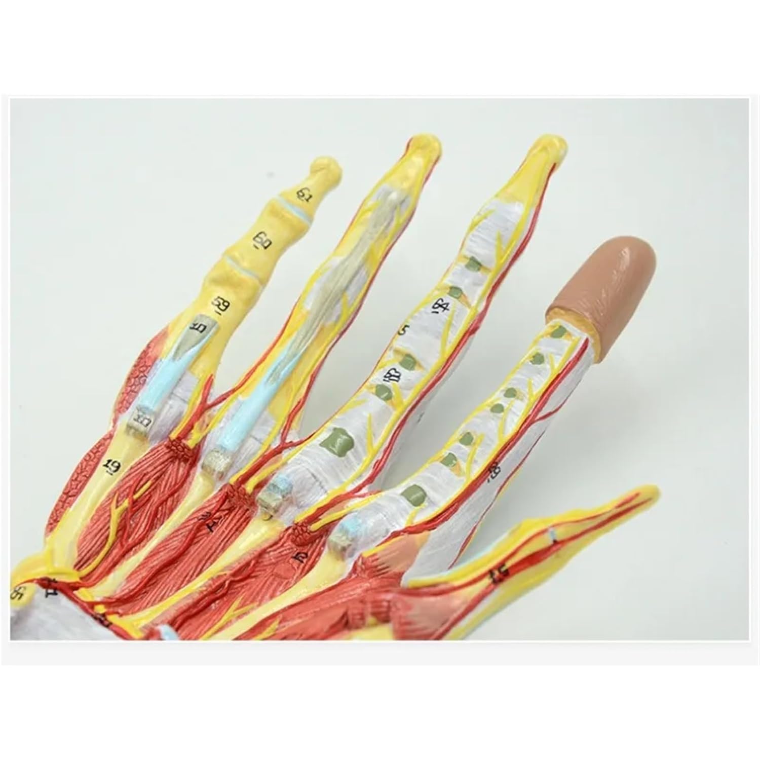 7Parts Human Hand Bone Skeleton Anatomy Model with Muscle Ligament Nerve Blood Vessel Medical Science Teaching 1