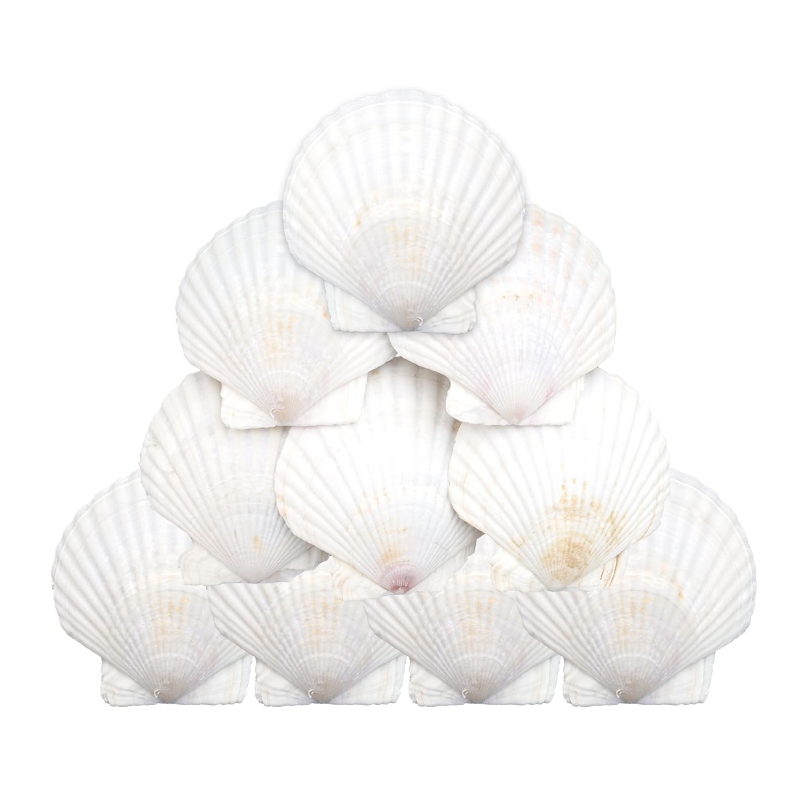 Large Scallop Shells 4''-5'' White 10Pcs