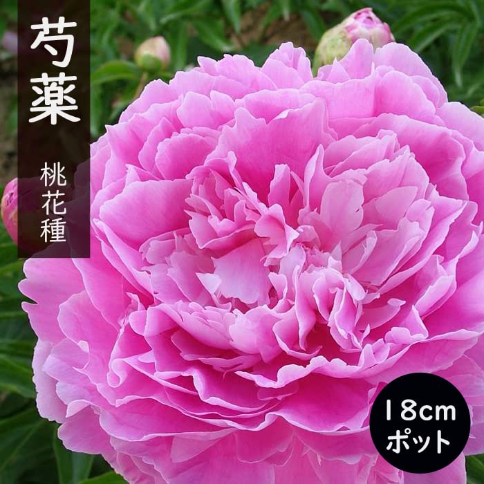 Amazon.co.jp: 花 苗 芍薬 18cmポット 桃花種 花苗 大株
