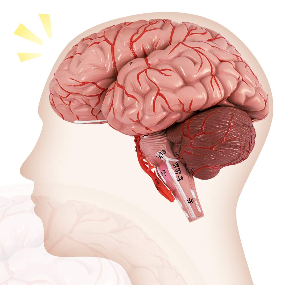 Evotech Human Brain Model w/Arteries, 9 Parts Life Size Anatomy Brain Model on a Base Show Horizontal Plain Through Eyeball Level for Science Classroom Study Display, Manual Included