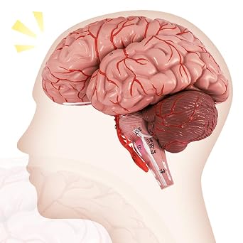 Evotech Human Brain Model w/Arteries, 9 Parts Life Size Anatomy Brain Model on a Base Show Horizontal Plain Through Eyeball Level for Science Classroom Study Display, Manual Included