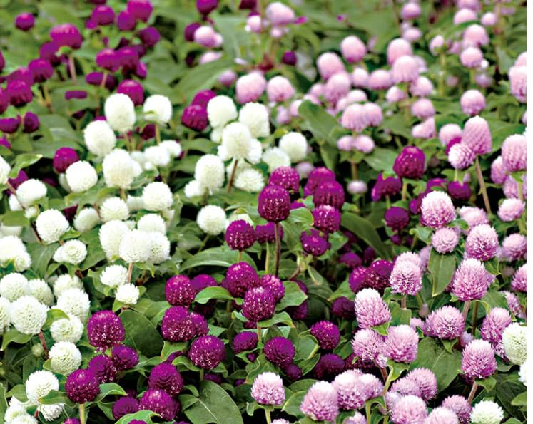 Image of Gomphrena Flower Seeds (Globe Amaranth) - Vibrant, Long-Lasting Blooms, Easy to Grow Annual Garden Seeds (Pack of 50+ Seed)