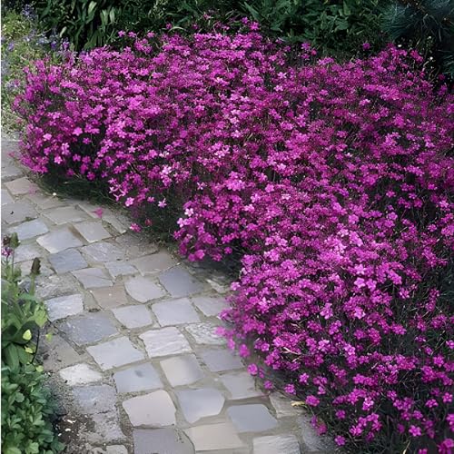 Maiden Pink Flower Seeds (Dianthus deltoides) - Fragrant, Low-Growing Perennial for Rock Gardens, Borders, and Pollinator Spaces | Non-GMO, Drought-Tolerant Flowers for Full Sun (25)
