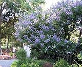 'Shoal Creek' Vitex (2.5 Gallon) Deciduous Tree with Deep Purple Blooms - Full Sun Live Outdoor Plan