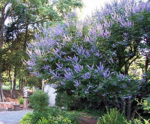 'Shoal Creek' Vitex (2.5 Gallon) Deciduous Tree With Deep Purple Blooms - Full Sun Live Outdoor Plant #TOP17