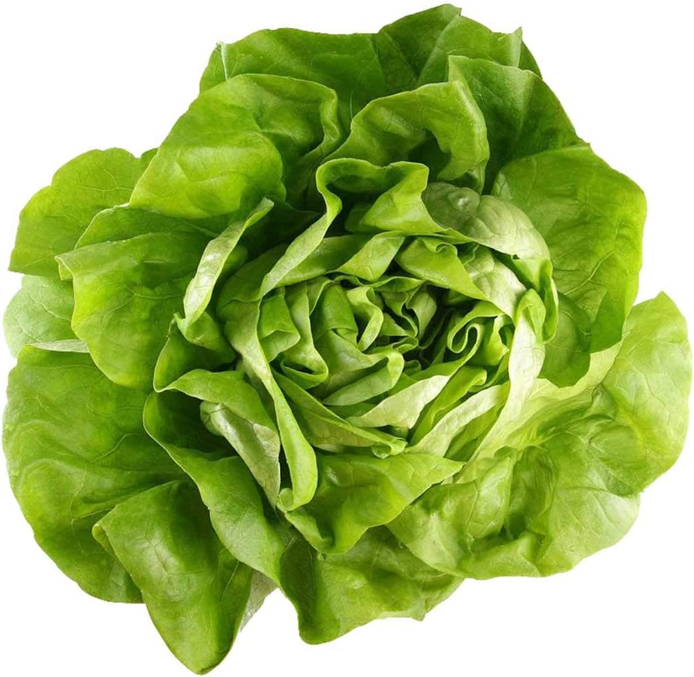 Green Butter Lettuce Seeds 2g About 800+(Lactuca Sativa) Organic Fresh