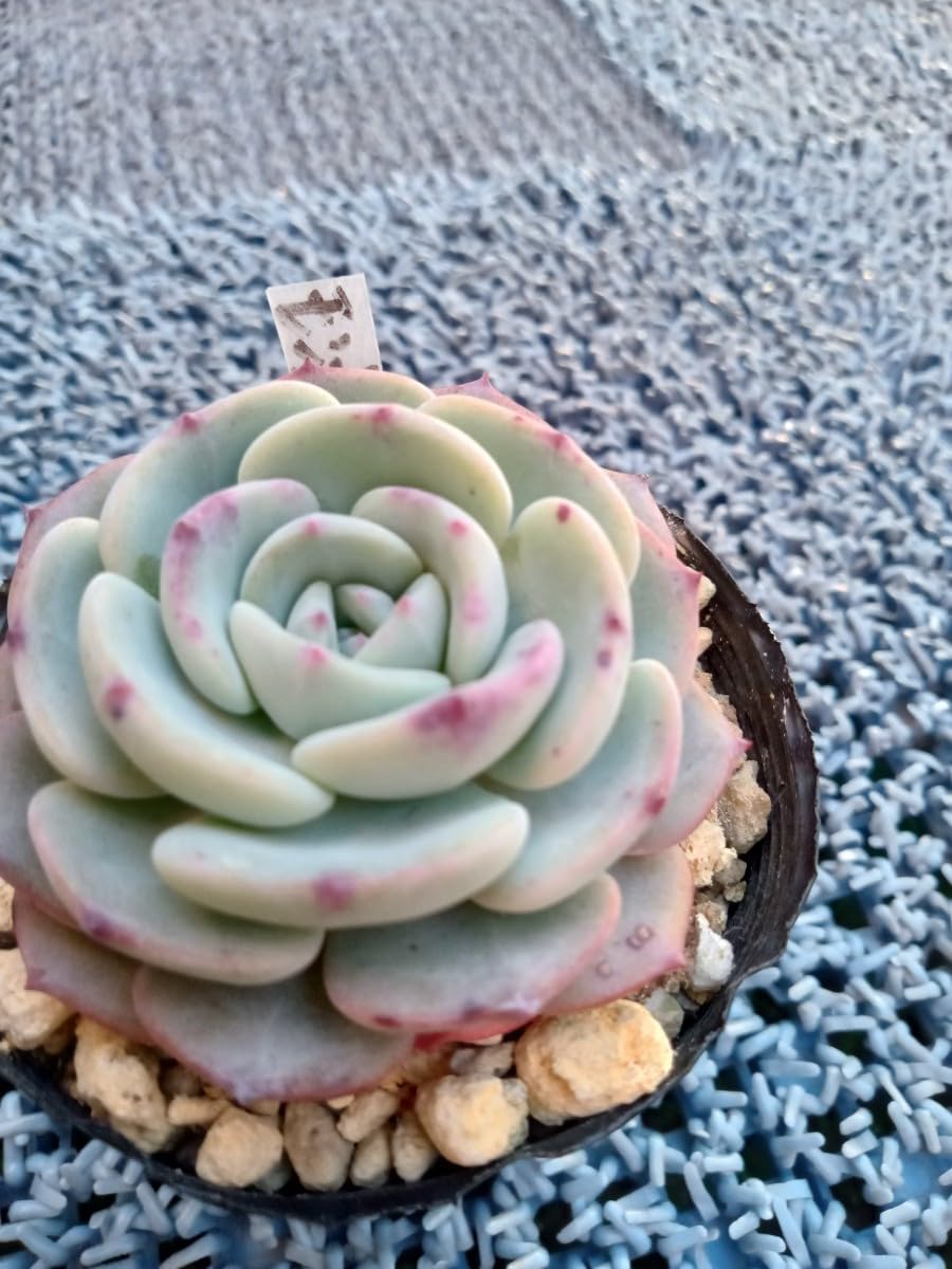 Amazon.co.jp: 多肉植物 モンブラン 抜き苗 エケベリア 7ハーフポット