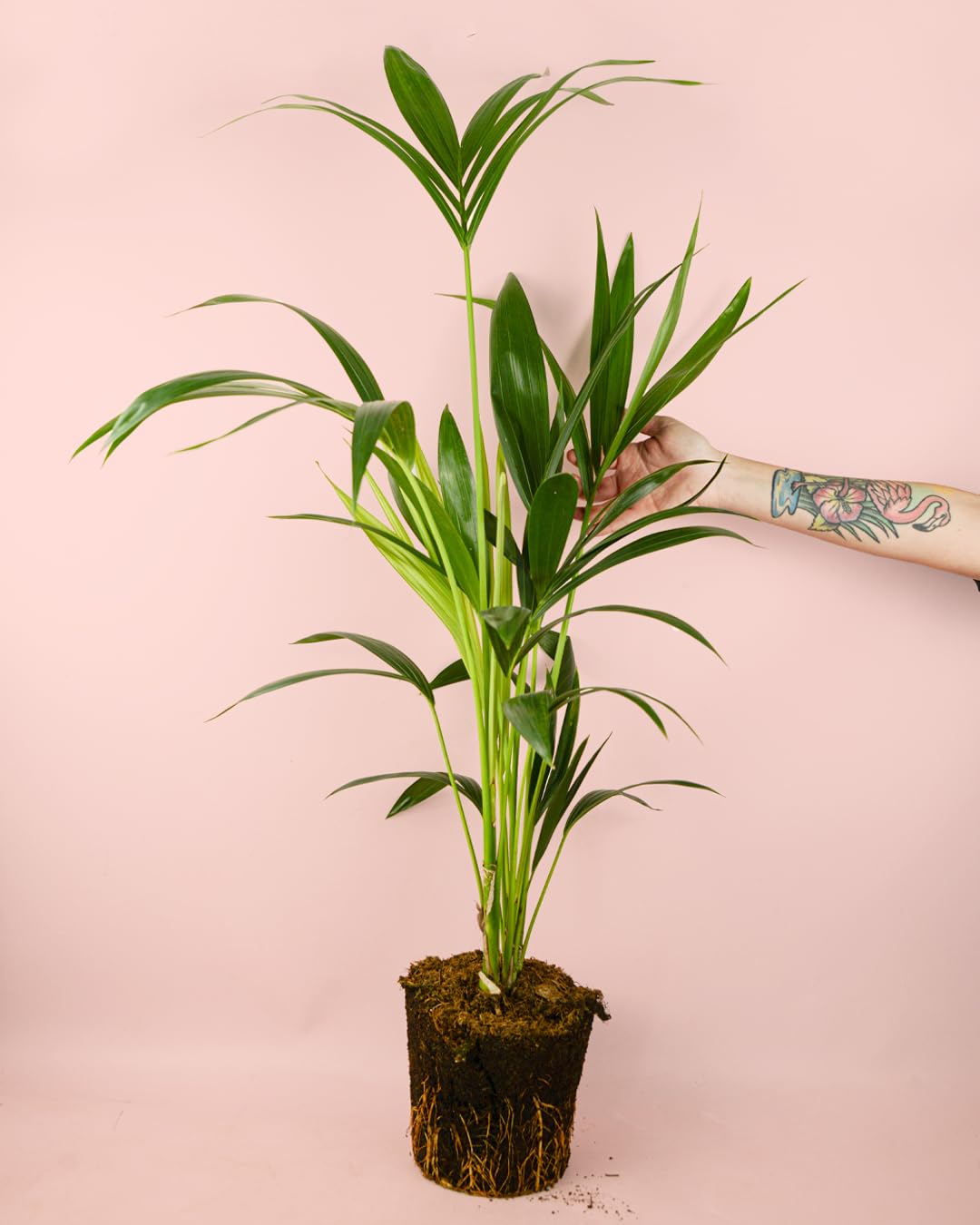 PUR PLANT Kentia (Howea Forsteriana) | Palmera Natural Elegante | Planta Apta Para Interior y Exterior en Climas Suaves | maceta de Ø17 cm
