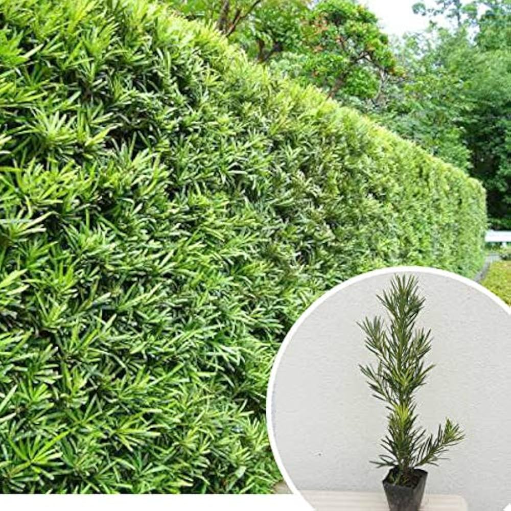 ラカンマキ10本 【公式通販】 ラカンマキ10本 【公式通販】