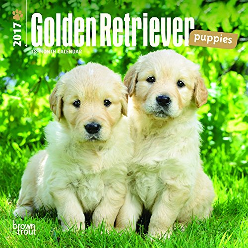 Golden Retriever Puppies 2017 Calendar