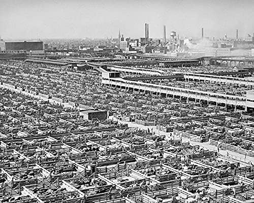 Chicago Livestock Stockyards 1947 11x14 Photograph Photo Print