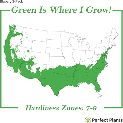 Miniatura 3 de PERFECT PLANTS Paquete de 3 arbustos de arándanos Rabbiteye de 1 galón | Arbusto de frutas vivas para plantar al aire libre | Arándanos dulces para