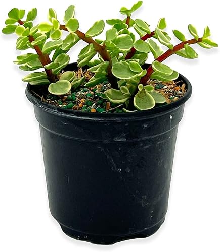 Miniatura 5 de ragnaroc Suculentas vivas  Portulacaria Afra Variegata en maceta de 4 pulgadas  1 unidad  Llegada viva garantizada  Suculentas en maceta, plantas de