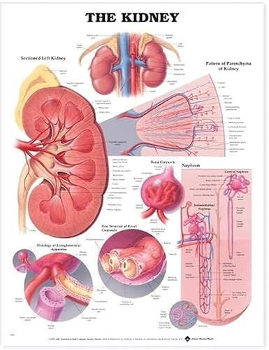 The Kidney Anatomical Chart