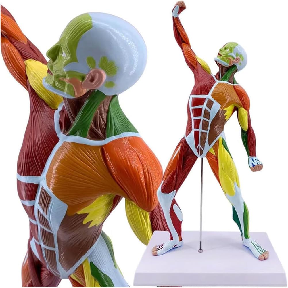 YNIYUJKL Muscle Structure Model - 50Cm Miniature Human Musculoskeletal System Model For Educational Use
