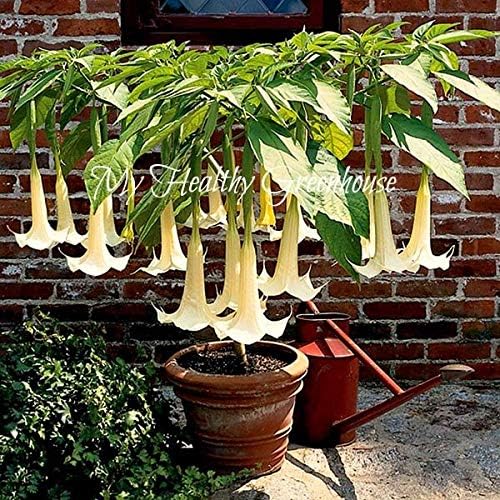 Semi Bianco Spettacolare Dwarf Brugmansia â€œAvalancheâ€'S Tromba Fiori Angelo