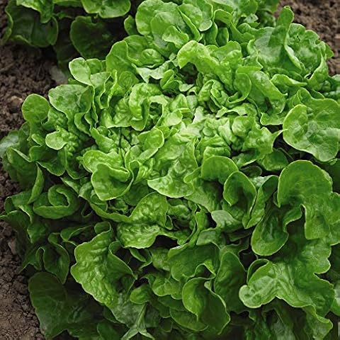 Lettuce 'Salad Bowl' Seed Packet (750 Seeds) Cover