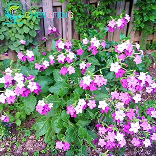 Starke Anpassbarkeit Nicotiana Alata Samen 100pcs China Winged Tabak