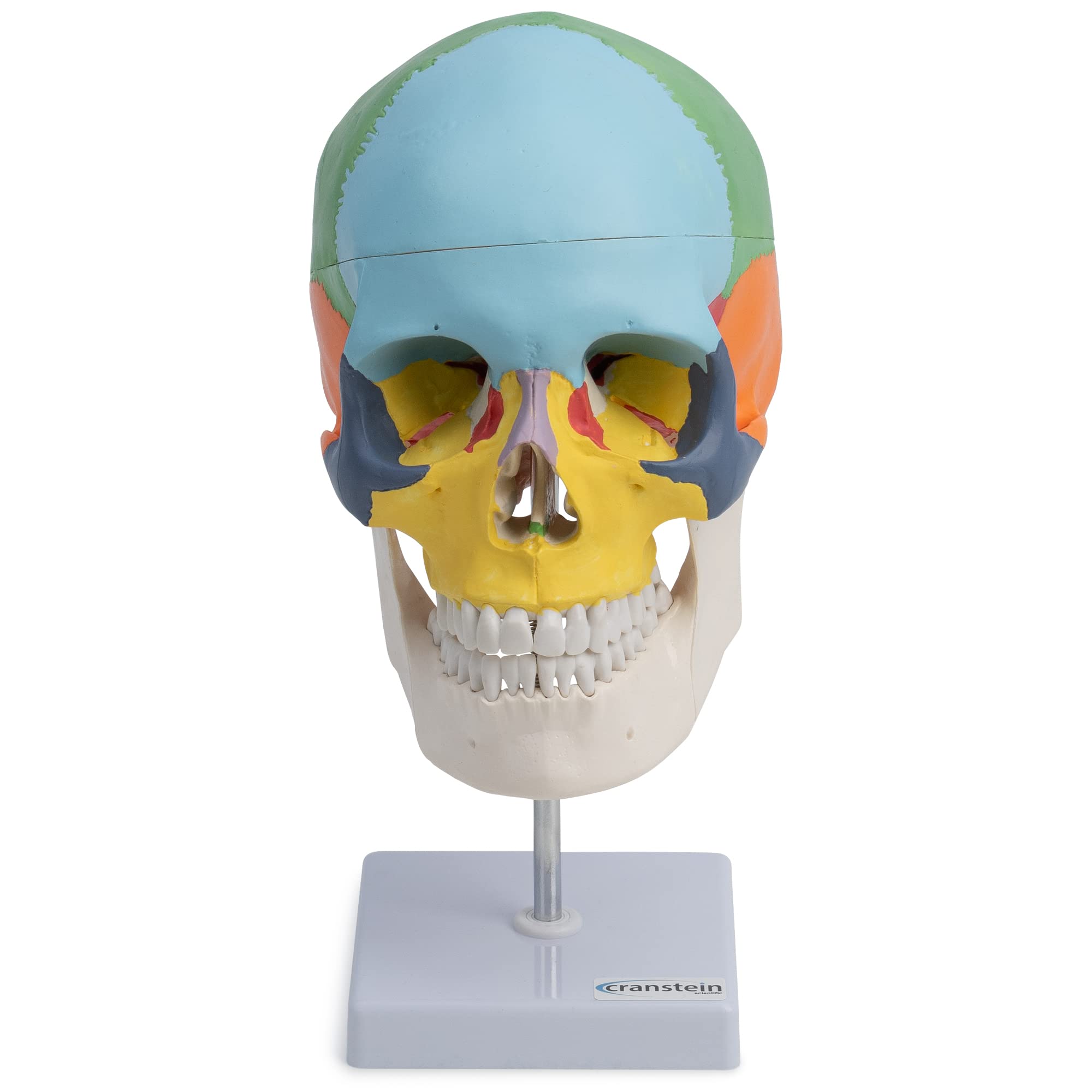 Cranstein A-247 anatomischer Schädel auf Stativ | didaktisch bemalt | Medizin Studium und Ausbildung | Schädel Anatomie Modell | Schädel Modell | bunt