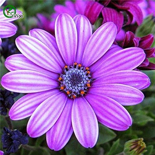 Kalash New 30 pcs Osteospermum Flower Seeds for Gardening Violet