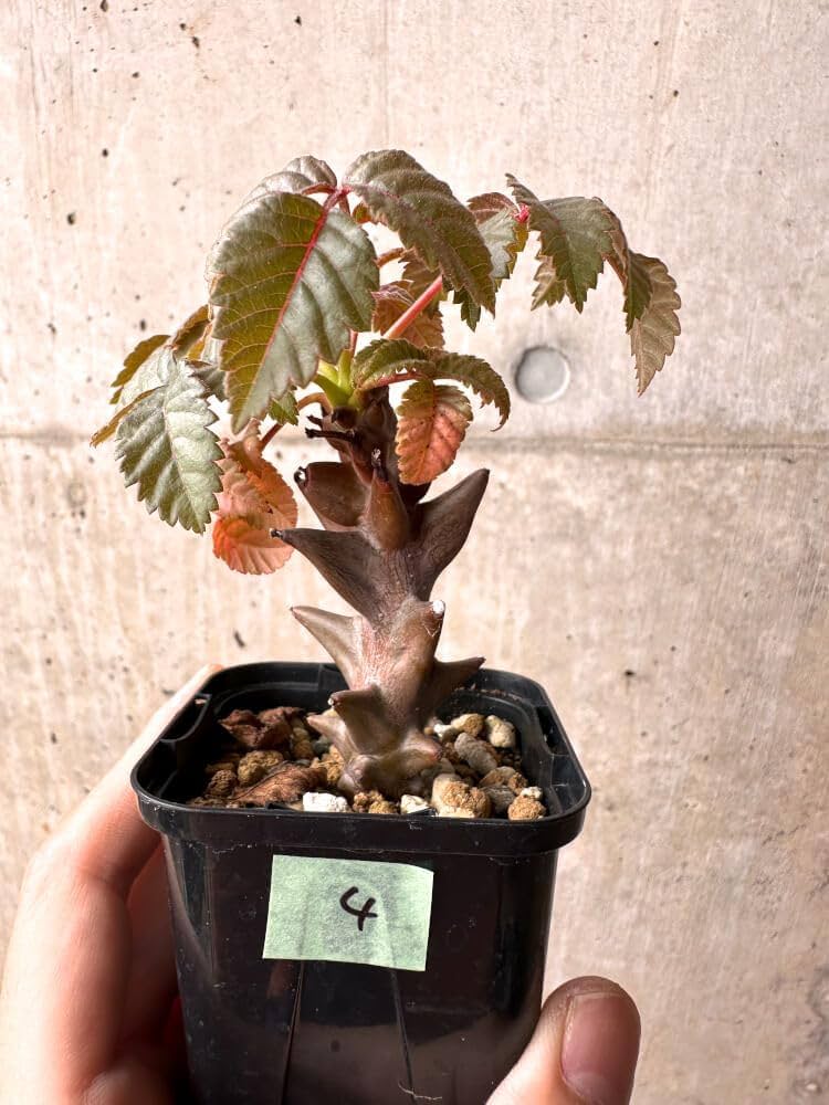 【実生】ベイセリアメキシカーナ　Beiselua mexicana B Beiselia Mexicana/ベイセリア メキシカーナ（S105） | LEO.