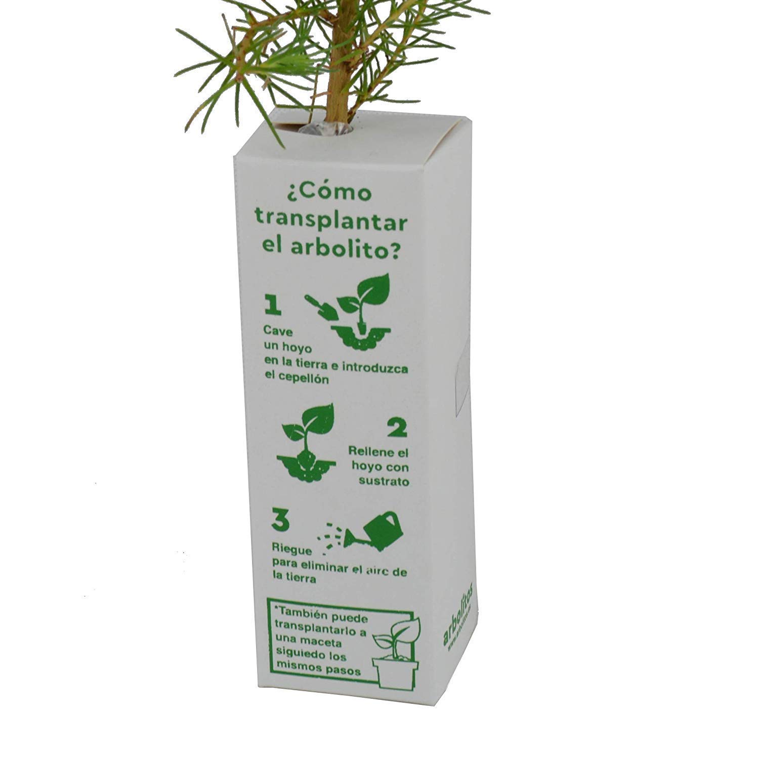 GRANADO. Arbolito de pequeño tamaño en caja de madera. Alveolo forestal del granado (2)