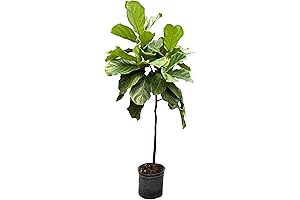Indoor Fig Tree: Enhance Your Space with a Touch of Nature