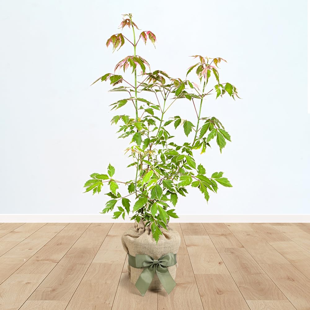 Yougarden Mixed Acer Palmatum 'Taylor', Established Tree In 3L Pot, Gift Wrapped In Brown Hessian Bag With Green Bow, Young Tree Potted For Gardens And Patios