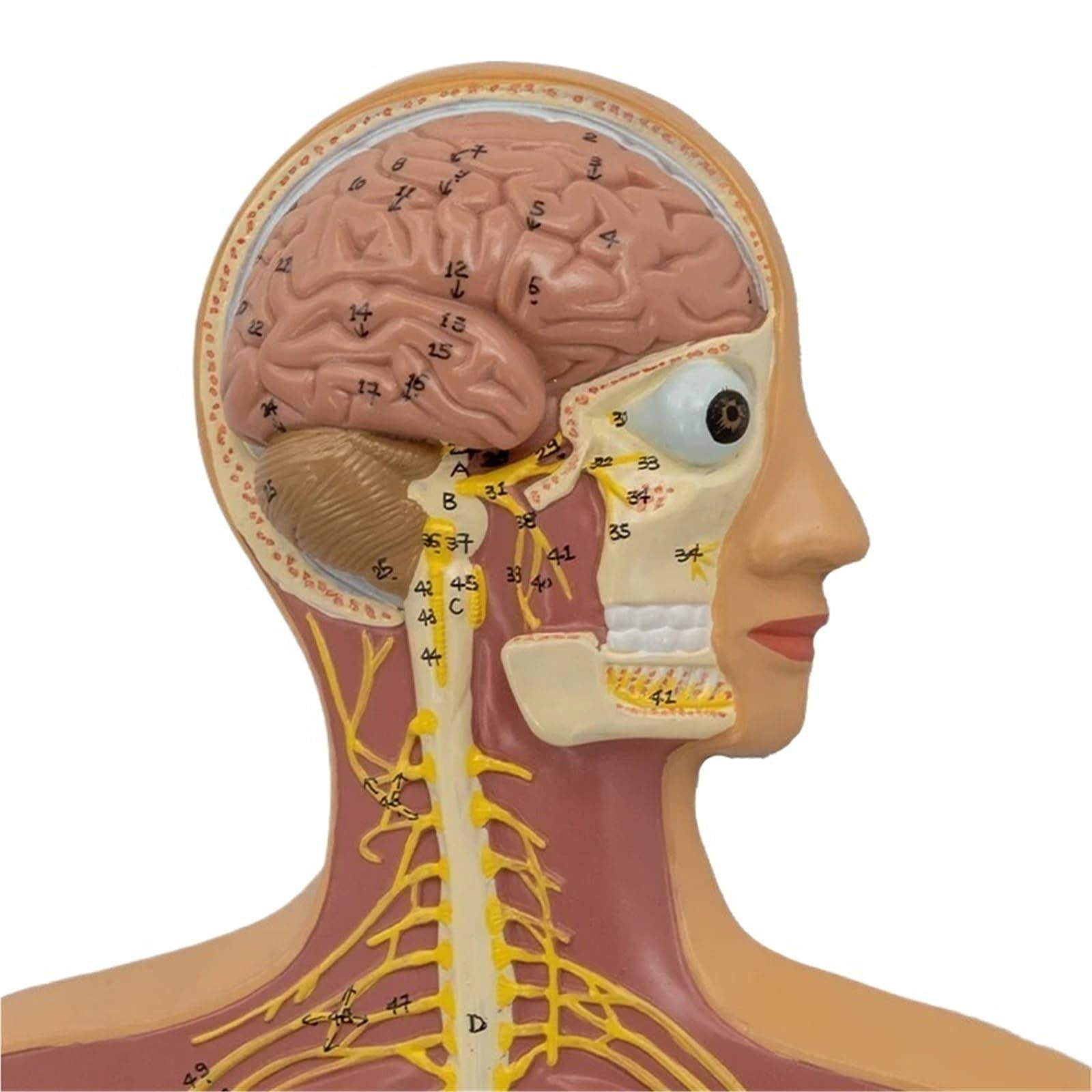 Model anatomii ludzkiego układu nerwowego mózg dystrybucja nerwów kręgosłupa pomoc dydaktyczna wyświetlacz szkieletu 1/2 rozmiar życia