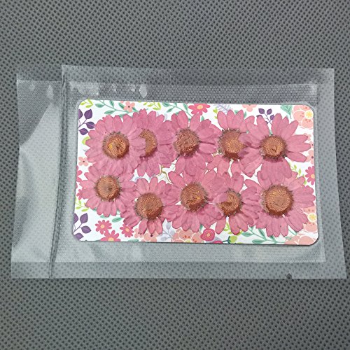 30 piezas de flores secas naturales Chrysanthemum multicaule 2.5-3cm miniatura 3