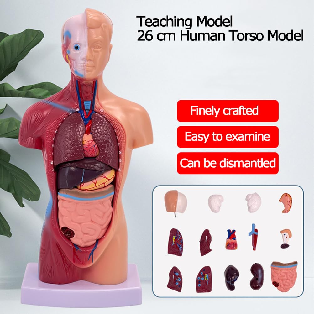 Modello di Torso Umano anatomico da 28 cm Modello di Corpo Umano Rimovibile 15 organi Staccabili