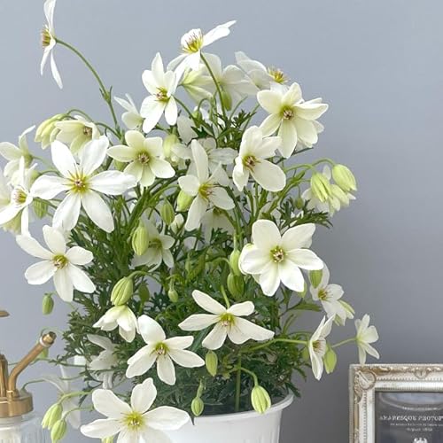 花工房 クレマチス 雫 4号鉢