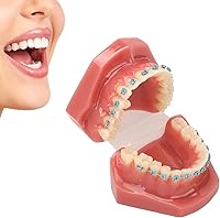 Vista 6 de Modelo de cuidado de dientes, 28 piezas de resina de dientes enseñanza con soportes de metal, modelo de dientes para estudiantes, modelo de dientes