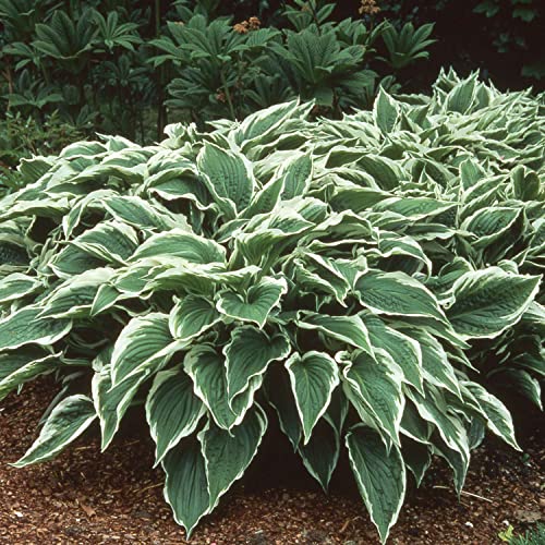 Funkie 'Albomarginata' (grün-weiß)