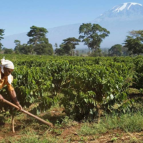 Grand Parade Coffee, 5 Lbs Unroasted Green Coffee Beans - Tanzania Aa Kilimanjaro Single Origin - Specialty Arabica - Fair Trade #TOP4
