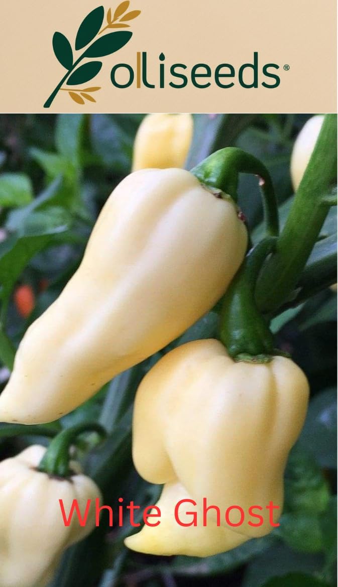 White Ghost Bhut Jolokia Chilli Seeds – Rare Super Hot Pepper – Capsicum Chinense – Easy to Grow – oliseeds – 10 Seeds